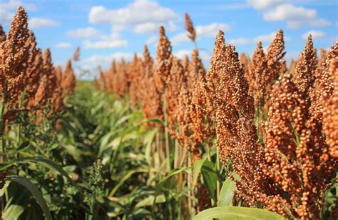  Sorghum: A Biofuel Powerhouse and Versatile Grain for a Sustainable Future!